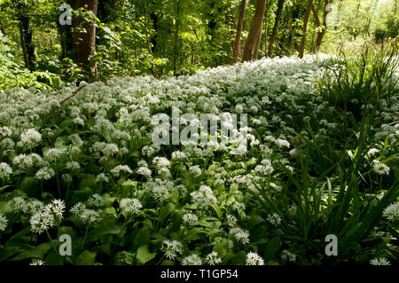 Atemberaubendes Display von Bärlauch Teppichen Waldboden Stockfoto