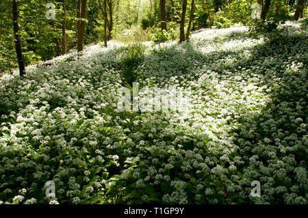 Atemberaubendes Display von Bärlauch Teppichen Waldboden Stockfoto