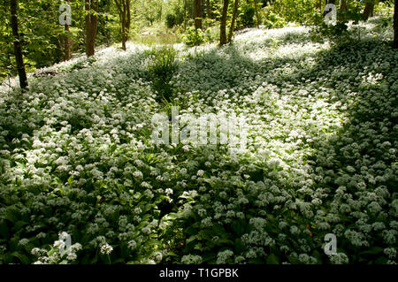 Atemberaubendes Display von Bärlauch Teppichen Waldboden Stockfoto