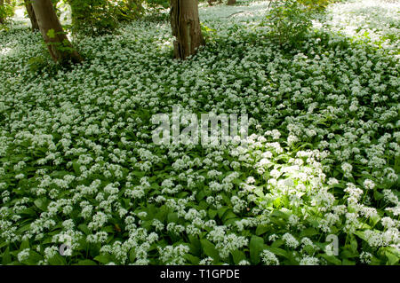 Atemberaubendes Display von Bärlauch Teppichen Waldboden Stockfoto