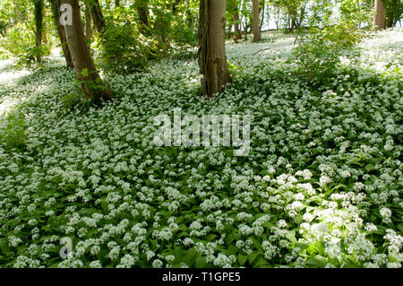 Atemberaubendes Display von Bärlauch Teppichen Waldboden Stockfoto