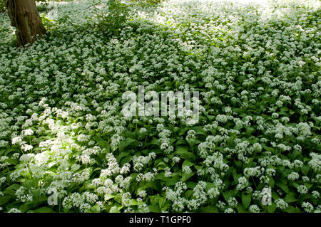 Atemberaubendes Display von Bärlauch Teppichen Waldboden Stockfoto