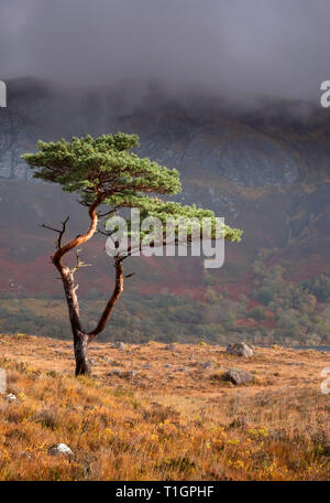 Scots Pine Tree über Loch Maree durch Slioch, Wester Ross, Scottish Highlands, Großbritannien gesichert Stockfoto
