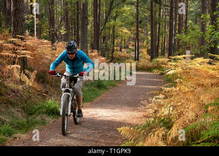 Biker am Wicklung Spaziergänge Pinienwald im Herbst in der Nähe von Fochabers, Muränen, North East Scotland, UK Stockfoto