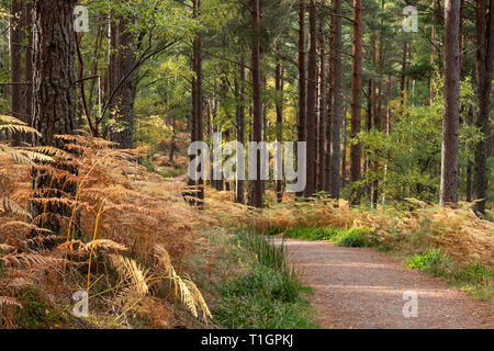 Wicklung Spaziergänge Pinienwald im Herbst in der Nähe von Fochabers, Muränen, North East Scotland, UK Stockfoto