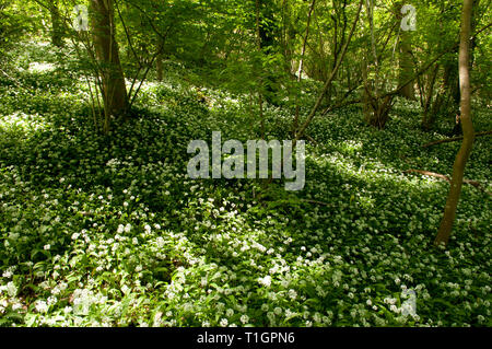 Atemberaubendes Display von Bärlauch Teppichen Waldboden Stockfoto