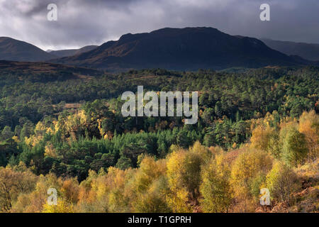 Herbst Farben über Glen Affric in Richtung Meall eine Ghraidh, Glen Affric, Highlands, Schottland, UK Stockfoto