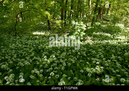 Atemberaubendes Display von Bärlauch Teppichen Waldboden Stockfoto