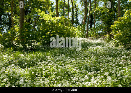 Atemberaubendes Display von Bärlauch Teppichen Waldboden Stockfoto