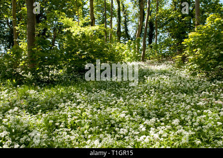 Atemberaubendes Display von Bärlauch Teppichen Waldboden Stockfoto