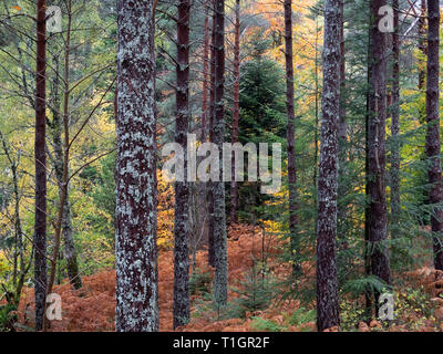 Lael Herbstfarben im Wald, in der Nähe von Ullapool, Ross und Cromarty, Scottish Highlands, Schottland, UK Stockfoto