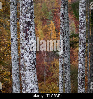 Silver Birch Wald im Herbst in der Nähe von Ullapool, Ross und Cromarty, Scottish Highlands, Schottland, UK Stockfoto