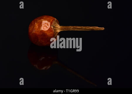 Red Hot Chili Chiltepin Stockfoto