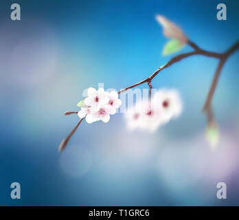 Schöne Blumen Frühling abstrakt Hintergrund der Natur. Filiale der blühenden auf sanfte und blauer Himmel. Für Ostern und Frühling Grußkarten. Stockfoto