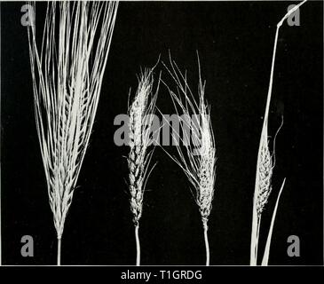 Krankheiten der kleinen Getreide Krankheiten der kleinen Getreide in Illinois diseasesofsmallg 35 boew Jahr: 1939 BOEWE: KRANKHEITEN DER KLEINEN GETREIDE 93 Leben Geschichte. - Die Massen der smut gebrochen öffnen im Dreschen zerfallen in unzählige feine Partikel, jedes Teilchen wird eine Spore von der Überdachten smut Pilz. Viele dieser Sporen Lodge in Abb. 36.-smut für Gerste. Obwohl die ährchen von infizierten Köpfe zu Massen der Schwarzen Pulver umgewandelt werden, bleiben sie mehr oder weniger intakt bis zur Ernte. Der Kopf auf der linken Seite ist normal, die Anderen sind smutted. Gesundes Korn, vor allem in der Nut Stockfoto