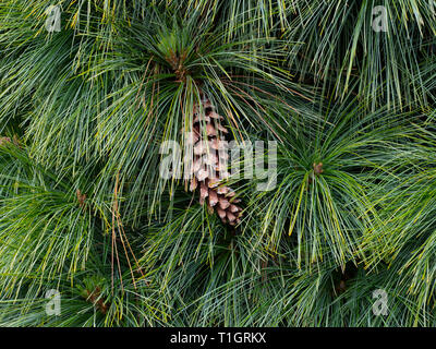 Bhutan Kiefer Pinus wallichiana Nadeln und Kegel Stockfoto