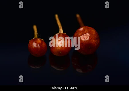 Red Hot Chili Chiltepin Stockfoto