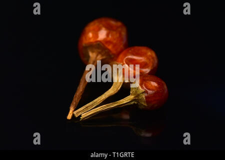 Red Hot Chili Chiltepin Stockfoto