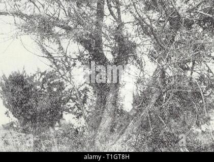 Krankheiten der Früchte und Nüsse Krankheiten Obst und Nüsse diseasesoffruits 120 smit Jahr: 1941: p: l" Abb. 73. - Little-Blatt von Black Walnut. Boden unterlegt mit Kies in Zeiten der heißen, trocknen Winde und ist nonpara - sitic Ursprungs. Sorgfältige Bewässerung ein guter Bodenfeuchtigkeit Zustand zu halten, ist alles, was getan werden kann, um diese Probleme zu verhindern. Little-Leaf, Gelb. - im Kleinen - Blatt, schwach, gelb Triebe entwickeln. Stockfoto