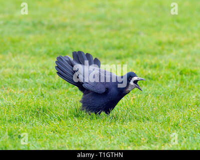 Saatkrähe Corvus frugilegus Aufruf im Grünland Ostküste Norfolk Stockfoto