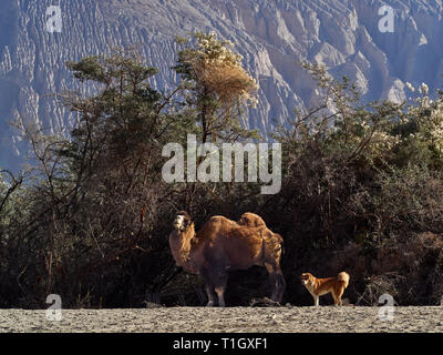 Orange camel orange und Hund in der Nähe von hohen Sträuchern im Schatten in der Mitte der Wüste in Nubra Berge. Stockfoto