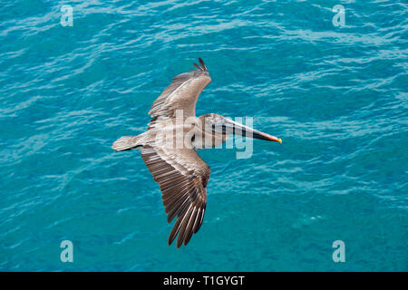 Der Braunpelikan (Pelecanus occidentalis) schweben über dem Meer vor den Galapagos-Inseln Stockfoto