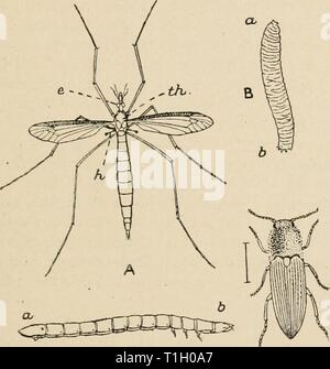 Umleitungen von einem Naturwissenschaftler ([1915]) Umleitung von einem Naturwissenschaftler diversionsofnatu 00 lankuoft Jahr: [1915] DADDY - Beine 217 Größe, sind Sie in einem sehr viel schwand Condi- tion. Da die meisten unserer gemeinsamen fliegt sehr klein sind, es ist D Abb. 22. A, der Kran-fly (Daddy-Long-Legs), Tipula oleracea. e, das linke Auge; / Ich, einer der Balancer oder 'halleres', sind die geänderten zweiten Paar Flügel; / Ich, den Thorax. Natürliche Größe. B, der "Leder Jacke", der grub der Kran - Fliegen. Ein, Leiter; d, Schwanz. Natürliche Größe. C, Käfer oder Überspringen - Jack, Elater Obscurus. Die Zeile neben dem Sh Stockfoto
