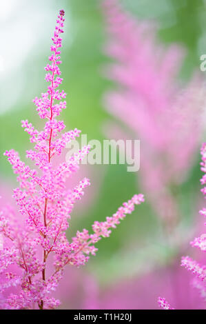 Astilbe Blumen blühen im Sommer. Selektiver Fokus und flache Tiefenschärfe. Stockfoto