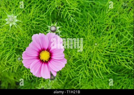 Cosmos Flower (Cosmos Bipinnatus) im Garten. Stockfoto