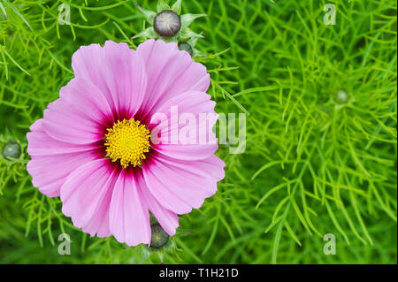 Cosmos Flower (Cosmos Bipinnatus) im Garten. Stockfoto
