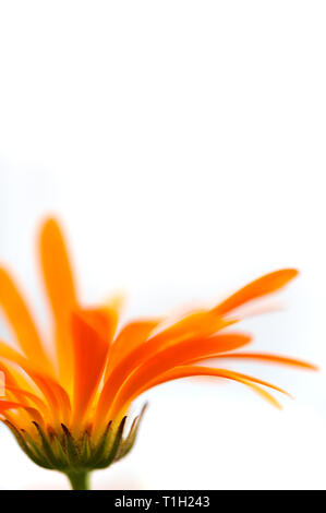 Gemeinsame ringelblume Calendula officinalis Flower auf weißem Hintergrund. Selektiver Fokus und sehr geringe Tiefenschärfe. Stockfoto