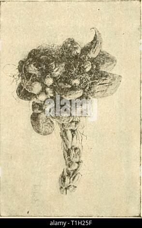 Krankheiten von Pflanzen, indem sie Krankheiten von Pflanzen durch cryptogamic Parasiten induziert induziert; Einführung in das Studium der pathogenen Pilzen, Schleim - Pilze, Bakterien und Algen diseasesofplants 00 tube Jahr: 1897 280 USTILAGINEAE. In einer Hefe-Art, sondern auf die Erschöpfung des nutritive Materialien, den primären Konidien, und sogar die konstituierende Zellen des proniycelium, ofi' Germ - Rohre, Konidien werden nie auf der Mais gefunden - Werk selbst, sondern aus den Untersuchungen des Brefeld ihre Produktion auf Mist bewiesen - Kulturen, so dass Konidien möglicherweise auf Gülle produziert werden - Halden oder Gedüngter Boden, und junge Pla Stockfoto