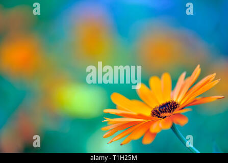 Gemeinsame ringelblume Calendula officinalis Flower. Selektiver Fokus und sehr geringe Tiefenschärfe. Stockfoto