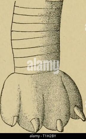 Krankheiten des Hundes und Krankheiten des Hundes und ihre Behandlung diseasesofdogthe 01 ml Jahr: 1897 FRAKTUREN DER KNOCHEN. 297 schneller durch Zusatz geringer Mengen eines Alaun oder Kochsalz. Die Schere in der Abb. gezeigt. 65 (a) sind die Praktikabelste für die Entfernung dieses Dressing. Tripolith dressing (eine Mischung von Gips-von-Paris und Ruß) in der gleichen Weise wie der Putz aufgetragen werden kann. Seine Zusammensetzung ist so viel leichter und es trocknet sehr viel schneller. Silikat von Natrium dressing hat den Vorteil von Leichtigkeit, Haltbarkeit und leicht entfernt werden, aber sie hat eine disadvanta Stockfoto