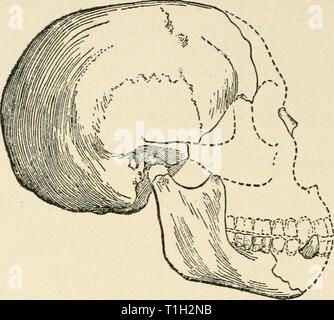 Umleitungen von einem Naturwissenschaftler (1915) Umleitung von einem Naturwissenschaftler diversionsofnatu 00 lank Jahr: 19152go UMLEITUNGEN VON EINEM NATURWISSENSCHAFTLER Abb. 29.- Kompletter Schädel und Kiefer von Eoanthropus dawsoni. Ein Drittel der natürlichen Durchmesser. Die Teile durch gestrichelte Linien angezeigt werden neu gebaut. Der Rest wird von der eigentlichen Knochen entdeckt an Piltdown gezeichnet. Stockfoto