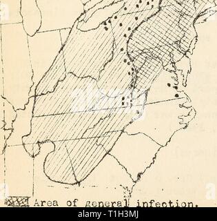 Krankheiten aus Baumwolle, Zuckerrohr, Baumwolle, Zuckerrohr, Wald, Bäume, Zierpflanzen und verschiedene Pflanzen in den Vereinigten Staaten 1919 diseasesofcotton 11 mart Jahr: 1920 Bereich der allgemeinen] Infektion. ? FSpot Infektion. Allgemeine Reichweite der Kastanie. Stockfoto