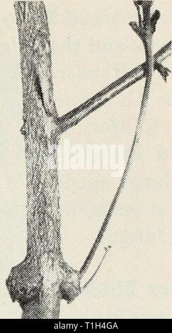 Krankheiten von Blumen und anderen Krankheiten von Blumen und anderen Zierpflanzen diseasesofflower 118 smit Jahr: 1940 Krankheiten von Blumen und anderen Zierpflanzen 27 Rinde am Stamm, das Anziehen von Fliegen, gelben Jacken und andere Insekten, in-Dicates Schleim Flux. Die Rinde unter kann das Holz in erheblichen Bereichen getötet werden. Dieses stammt wahrscheinlich in eine Strömung von SAP oder 'entlüften - J € t mm Br. &Gt;&lt; j/ Bild. 9.- Crown Knoten der Eukalyptus. ing' aus einer Wunde von einer Art in die Rinde, die mit Bakterien und Hefen, die Gärung verursachen verunreinigt wird. Rinde Bereiche dieser Art sollten war. Stockfoto