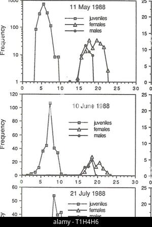 Verbreitung und Häufigkeit von Zooplankton Verteilung und Häufigkeit von Zooplankton und Mysis relicta in Flathead Lake distributionabun 1991 spen Jahr: 1991 1000 vom 11. Mai 1988 • • • • -e" - Jugendliche - EIN - Frauen - • - Männer 25 20 UHR 15 10 - 5 - 16. August 1988 - o - Jugendliche - Frauen - Männer Stockfoto