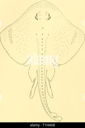 Reports (1937) Entdeckung berichten discoveryreports 16 inst Jahr: 1937 i8 Entdeckung berichten die Burdwood Bank gesammelt durch das 'Scotia", die von Regan identifiziert wurde wie R. magellanica. Dies ist jetzt in der Bruce Sammlung an der Royal Scottish Museum, Edinburgh konserviert. Abb. 5. Raja macloviana. Holotypus. Raja magellanica, Kner (Platte IV). ? Rata magellanica, Philippi, 1902, Revist. C/u'L, VI (1), S. 59. Raia magellanica, Kner 1903, Zool. Jahrb., Suppl. VI, S. 212; Garman, 1913, Mem. Mus. Comp. Zool., XXXVI, s. 360; Thompson, 1916, Proc. Us-Nat. Mus., l, S. 421. Stockfoto