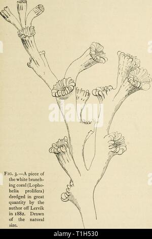 Umleitungen von einem Naturwissenschaftler (1915) Umleitung von einem Naturwissenschaftler diversionsofnatu 00 lank Jahr: 1915 auf einem Norwegischen Fjord Abb. 3.- Ein Stück des weissen Zweig-ing Coral (Lopho-helia prolifera) ausgebaggert in großer Menge durch den Autor aus Lervik 1882. Gezeichnet von der natürlichen Stockfoto