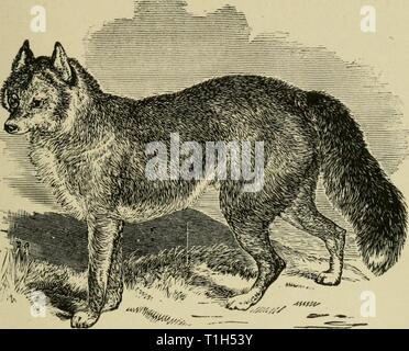 Die Hunde von Großbritannien, die Hunde von Großbritannien, Amerika und anderen Ländern dogsofgreatbrita 01 wals Jahr: 1919 Abb. 2.- Der DINGO. Kapitel IL WILD UND HALB-zurückgefordert Hunde jagen in Rudeln. - Der DINGO. THB DHOLE. - der PARIA. - Die wilden Hunde AFRIKAS.-Süd-amerikanischen Hund.-THB nord-amerikanischen Hund. - Andere wilde Hunde. Der DINGO. Es ist auf die große Ähnlichkeit zwischen diesen wilden Hunde und der Wolf oder Fuchs, dass die Vermutung des allgemeinen Abstieg des domestizierten Hundes von entweder dem einen oder dem anderen gegründet wird. Nach Prüfung des Porträt der Dingo, wird es auf einmal gesehen werden, dass es rese Stockfoto