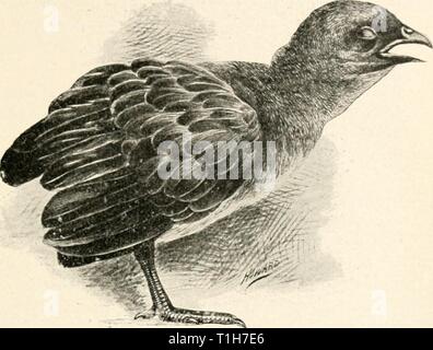 Die Krankheiten von Geflügel (1899) die Krankheiten des Geflügels diseasesofpoultr 00 salmrich Jahr: 1899 KRANKHEITEN OE POUI. TKV. 47 Abb. - 8. - Huhn mit g betroffen - ai&gt; es. Die Eier und Embryonen durch die disintegra eingestellt sind - tion des Wurms. Die Eier benötigen Wärme und Feuchtigkeit zu schlüpfen, und ähnliche Bedingungen sind für das Leben der Embryonen benötigt. Diese neu geschlüpften em bryos kann auf einmal von Vögeln, mit contami- gerechnet werden, Essen und Trinken, und damit Infektionen verursachen; oder Sie können in den Magen-Darm-Kanal der Regenwürmer eingenommen werden, wie von Walker gezeigt worden, und für einige Zeit durch solche durchgeführt werden. Stockfoto