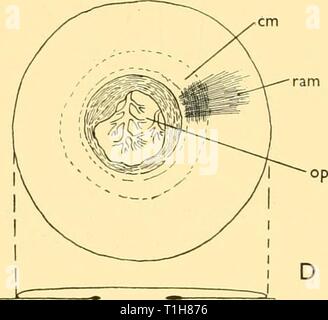 Reports (1962) Entdeckung berichten discoveryreports 31 inst Jahr: 1962 Stockfoto