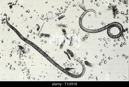 Krankheiten im Ackerbau (1941) Krankheiten der Feldfrüchte diseasesoffieldc 121 smit Jahr: 1941 Krankheiten im Ackerbau 69 viele Unkräuter. Die Würmer sind eingebettet in lliese Galle, der größten Form ist die erwachsene Frau, die Lias eine weiße, pearl-förmige, Stecknadelkopfgroße Körper. Die zuckerrüben Nematoden Heterodera schactii, (s. 35) ist sehr ähnlich zu den Garten Nematoden; Blatt, Birne, und Stammzellen - Angriff Nematoden für eine Reihe von Arten treten häufig auf, insbesondere bei der Luzerne, Hafer, Weizen, unter den Feldfrüchten. Stammzellen nematode Ditylcnchus dipsaci, Luzerne, wird auf Seite 13 erläutert. Obwohl viel werde Stockfoto