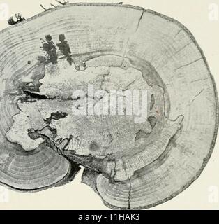 Krankheiten der Laubwald Bäume Krankheiten der Laubwald Bäume diseasesofdecidu 00 vons Jahr: 1909 Bui. 149, Büro der Kraftwerksindustrie, US Abt. der Landwirtschaft. P-aßen!||, MJi Abb. 1.- Querschnitt eines lebenden Buche Erkrankten durch Fomes igniarius. Stockfoto