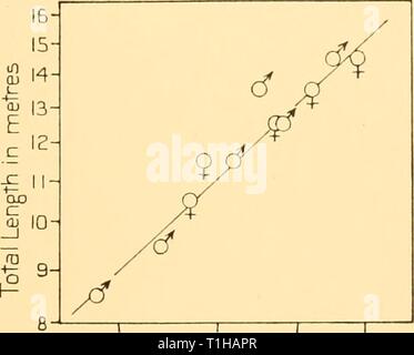 Reports (1938) Entdeckung berichten discoveryreports 17 inst Jahr: 1938 2' 0 2'' 5 3-0 3-5 Mittelwert der Messung N-5 in m Abb. 64. Buckelwal. Logarithmische Darstellung der Gesamtlänge gegen Messung Nr. 5. Spitze der Schnauze auf die Mitte des Auges. - R 7 4 - 5 T Mittelwert der Messung NTin m Abb. 65. Buckelwal. Logarithmische Darstellung der Gesamtlänge gegen Messung Nr. 7. Zentrum von Auge in der Mitte des Ohres. IG/IN 1 - gebo ABL. s - L14-r A ABL. Q'EI 3 - &Lt;. £ 12 - 11/c", - 9 / j' - 'cf0-/T4 Mittelwert der Messung N-S in m Abb. 66. Buckelwal. Logarithmische Darstellung der gesamten le Stockfoto