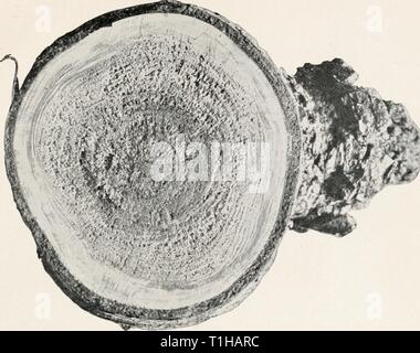 Krankheiten der Laubwald Bäume Krankheiten der Laubwald Bäume diseasesofdecidu 00 schruoft Jahr: 1909 Bui. 1 49, Büro der Kraftwerksindustrie, U, S. Abt. Agricultu Platte VI. m-CD Stockfoto