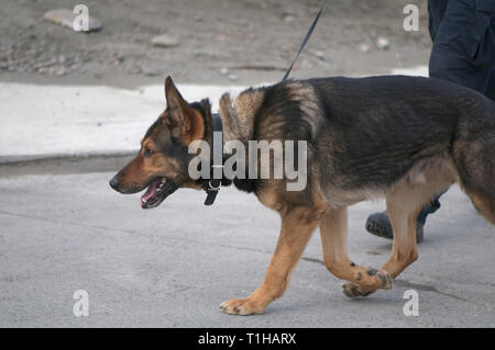 Maple Ridge, B.C., 25. März 2019. Kanadische Premierminister Justin Trudeau die Medien über erschwinglichen Wohnraum. Polizei Hund vor Ort. Stockfoto