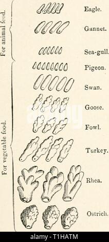 Die Krankheiten von Geflügel (1899) die Krankheiten des Geflügels diseasesofpoultr 00 salmrich Jahr: 1899 KRANKHEITEN DES GEFLÜGELS. 85 cuius ist gering, aud mit den Vögeln, die auf pflanzlichen Substanzen der Nahrung zugeführt wird es allmählich und fast ständig von der Ernte leben. Vögel, die Flor Essen 'c!. Obst oder Fleisch ausschließlich haben entweder keine oder nur eine einfache Dilatation des ctsophagus, wie das Futter ist leicht verdaulich. Adler. Gannett. In den Wänden der pro-ventriculus sind die Gas-tric Drüsen, die den Magensaft erforderlich für die Verdauung der albuminoid constitu Sezernieren - ents des foo Stockfoto