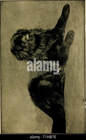 Der Hund seine Sorten der Hund: die Sorten und Management im Gesundheitswesen dogitsvarietiesm 1896 wals Jahr: 1896 Stockfoto